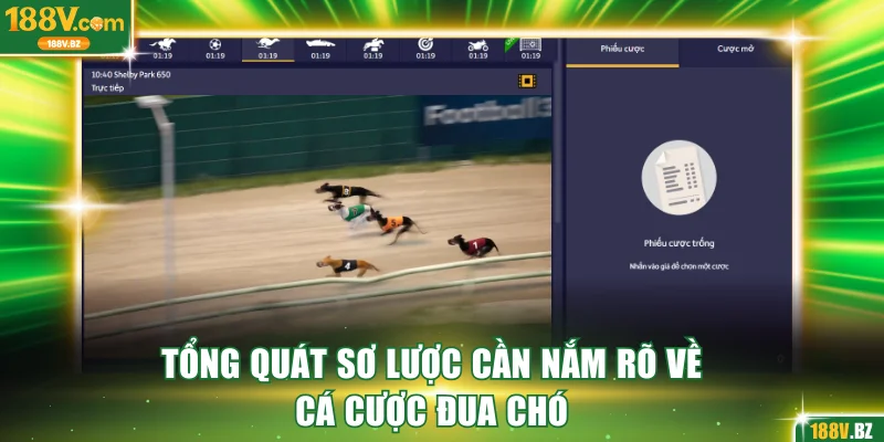 Tổng quát sơ lược cần nắm rõ về cá cược đua chó